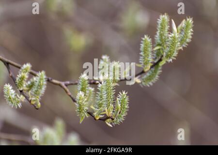 La branche d'un saule en fleurs grand Banque D'Images