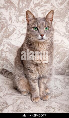 Joli chat gris sur une chaise. Grâce. La race du chat est bleu russe. Banque D'Images