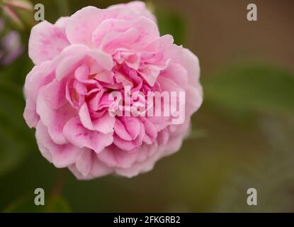Rose vieux chou rose, entièrement ouvert, naturel macro floral fond Banque D'Images