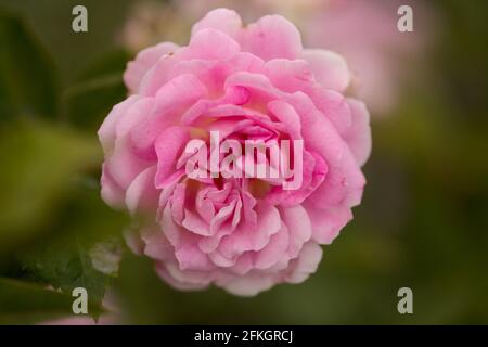 Rose vieux chou rose, entièrement ouvert, naturel macro floral fond Banque D'Images