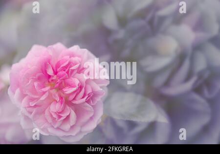 Rose vieux chou rose, entièrement ouvert, naturel macro floral fond Banque D'Images