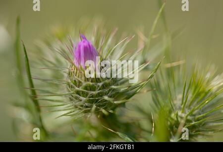Flora of Gran Canaria - Galatites tomentosa, fond floral macro naturel Banque D'Images