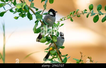 Teo White Earred Bulbul oiseau sur une branche d'arbre au Qatar. Banque D'Images