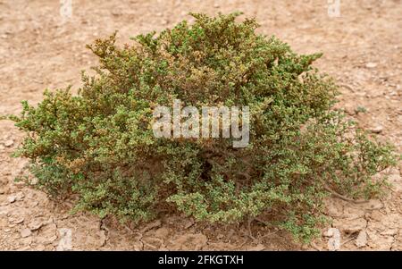 Plante halophyte Zygophyllum qatarense ou Tetraena qatarense dans le désert d'un qatar, foyer sélectif. Banque D'Images