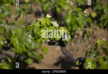 Vignobles autour de San Mateo à Gran Canaria, nouvelles feuilles sur les vieilles vignes au printemps Banque D'Images