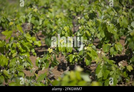 Vignobles autour de San Mateo à Gran Canaria, nouvelles feuilles sur les vieilles vignes au printemps Banque D'Images