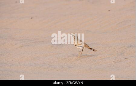 Grand Hoopoe-lark, Alaemon alaudipes oiseau trouvé dans le désert du Qatar.foyer sélectif Banque D'Images
