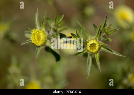 Flora of Gran Canaria - Pallenis spinosa, Spiny Starwort ou Spiny Golden Star fleur fond macro floral naturel Banque D'Images