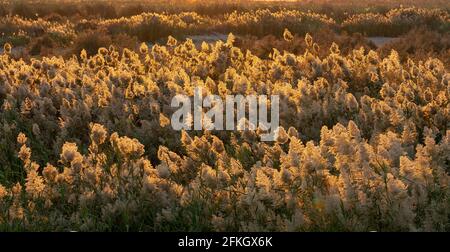 Pampas herbe au bord de la lagune dans Qatar.foyer sélectif Banque D'Images