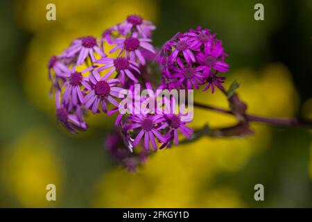 Flore de Gran Canaria - fleurs magenta de Pericallis webbii, endémique à l'île, fond macro floral naturel Banque D'Images