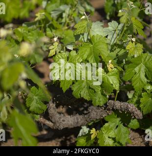 Vignobles autour de San Mateo à Gran Canaria, nouvelles feuilles sur les vieilles vignes au printemps Banque D'Images