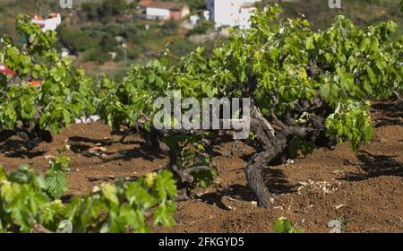 Vignobles autour de San Mateo à Gran Canaria, nouvelles feuilles sur les vieilles vignes au printemps Banque D'Images