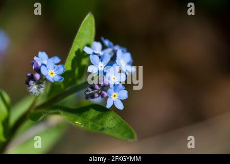 Forget Me Not (Myosotis sylvatica) en fleur fin avril dans un jardin, Royaume-Uni Myosotis est un genre de plantes à fleurs de la famille Boragina Banque D'Images