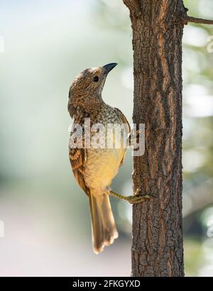 oiseau-mouche tacheté dans l'Outback du Queensland, en Australie. Banque D'Images