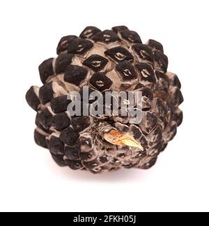 Le cône de pin a brûlé dans un feu de forêt isolé sur fond blanc Banque D'Images