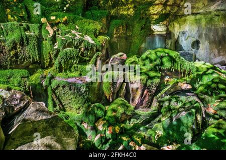 Tapis luxuriants de mousses, fougères et liverworts dus à une hauteur constante d'eau au jardin de mousses dans la gorge de Carnarvon, parc national de Carnarvon, Maranoa Banque D'Images