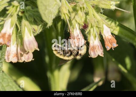 Abeille sur l'usine Comfrey Banque D'Images