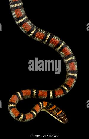 Serpent volante à bandes (Chrysopelea pelias) Banque D'Images