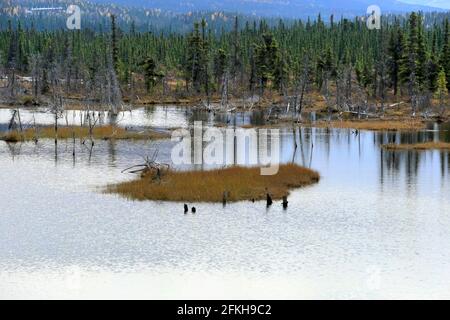 Marais et arbres près de Glennallen en Alaska, États-Unis Banque D'Images