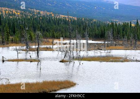 Marais et arbres près de Glennallen en Alaska, États-Unis Banque D'Images