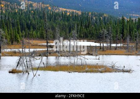 Marais et arbres près de Glennallen en Alaska, États-Unis Banque D'Images