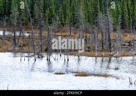 Marais et arbres près de Glennallen en Alaska, États-Unis Banque D'Images