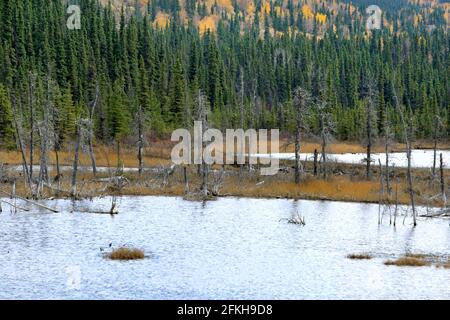 Marais et arbres près de Glennallen en Alaska, États-Unis Banque D'Images