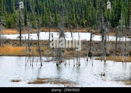 Marais et arbres près de Glennallen en Alaska, États-Unis Banque D'Images