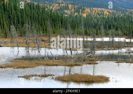 Marais et arbres près de Glennallen en Alaska, États-Unis Banque D'Images