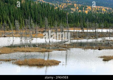 Marais et arbres près de Glennallen en Alaska, États-Unis Banque D'Images