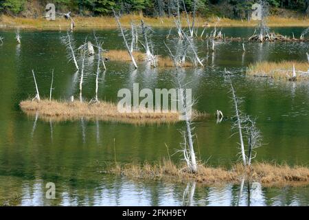 Marais et arbres près de Glennallen en Alaska, États-Unis Banque D'Images