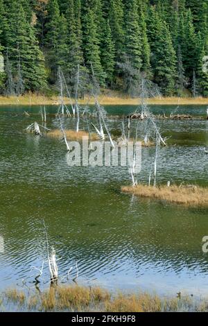 Marais et arbres près de Glennallen en Alaska, États-Unis Banque D'Images