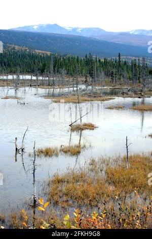 Marais et arbres près de Glennallen en Alaska, États-Unis Banque D'Images