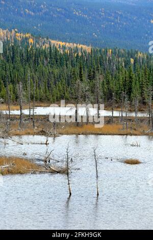 Marais et arbres près de Glennallen en Alaska, États-Unis Banque D'Images
