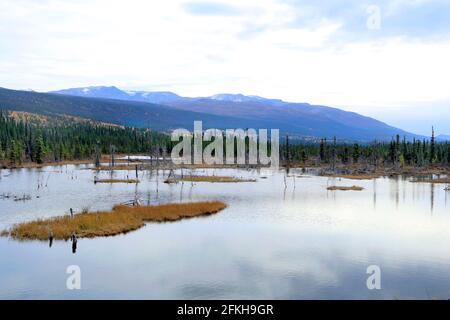 Marais et arbres près de Glennallen en Alaska, États-Unis Banque D'Images