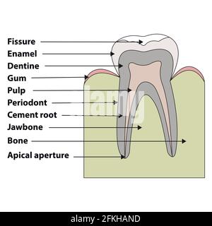 dent de structure Illustration de Vecteur