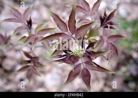 Sambucus racemosa, noms communs de sureau rouge et de mûre rouge plante à fleurs Banque D'Images