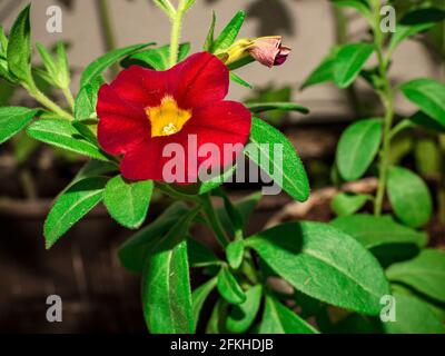 Gros plan de la fleur pétunia rouge-jaune. Banque D'Images
