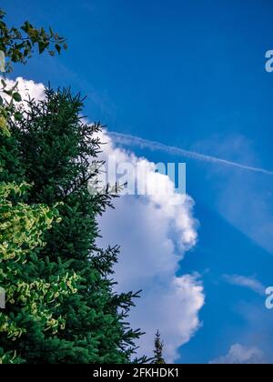 Nuage massif au-dessus des arbres sur le ciel bleu Banque D'Images