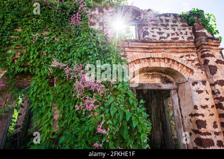 Fleur cœur saignant Vine sur vieux mur de brique, belles fleurs roses et feuilles vertes, rayon d'étoile ensoleillé brillant à travers la vieille arche. Ancienne maison. Banque D'Images