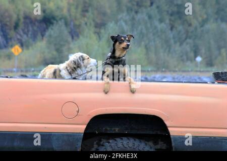 Chiens sur un pick-up Alaska USA Banque D'Images