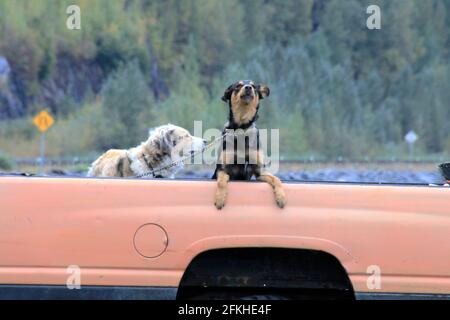 Chiens sur un pick-up Alaska USA Banque D'Images