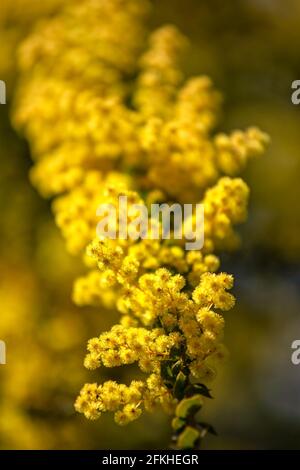 Gros plan sur les fleurs des Ovens arrosées, Acacia pravissima, au printemps au Royaume-Uni Banque D'Images