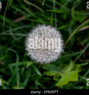 Le pissenlit commun (Taraxacum officinale) graines de la tête de fleur blanche. Blowball ou horloge. Vue de dessus. Gros plan. Banque D'Images