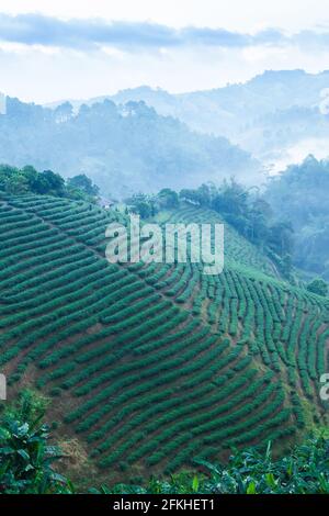 Paysage de plantations de thé dans la brume matinale, de belles couches et le modèle de terrasses de thé champs dans une forêt tropicale. Chiang Rai, Thaïlande. Banque D'Images