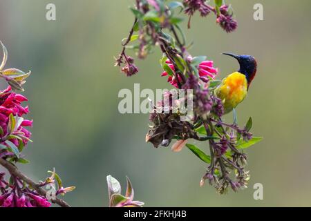 Sunbird à queue incendiée ou Aethopyga ignicauda dans l'est de l'Himalaya Bengale occidental Inde Banque D'Images