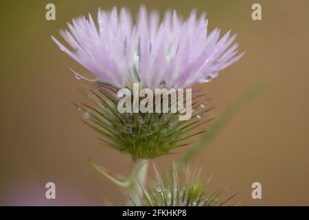 Flore de Gran Canaria - Cirsium vulgare, le chardon à la lance, espèces introduites, fond naturel macro-floral Banque D'Images