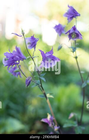La fleur lilas d'Aquilegia vulgaris pousse dans le jardin été Banque D'Images
