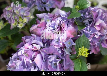 Gros plan sur les fleurs d'hortensia pourpre Banque D'Images