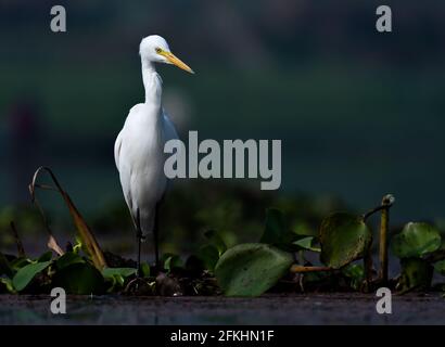 Egret sur fond sombre. Photo de bonne qualité pour le papier peint de bureau ou les magazines. Banque D'Images